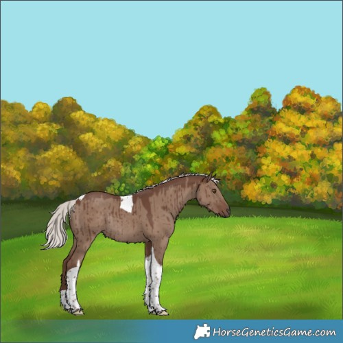 Horse Color:Silver Grullo Tobiano Rabicano Brindle 