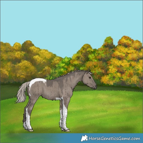 Horse Color:Silver Grullo Tobiano Brindle 
