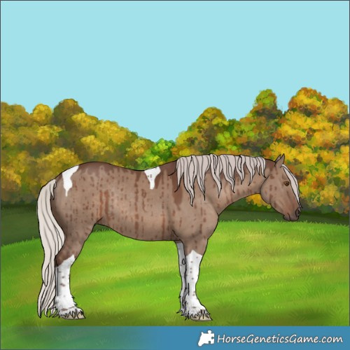 Horse Color:Silver Grullo Tobiano Rabicano Brindle 