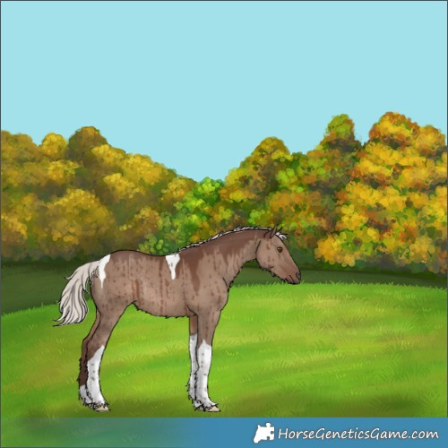 Horse Color:Silver Grullo Tobiano Rabicano Brindle 