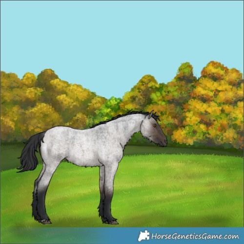 Horse Color:Brown Roan Dun Rabicano Brindle