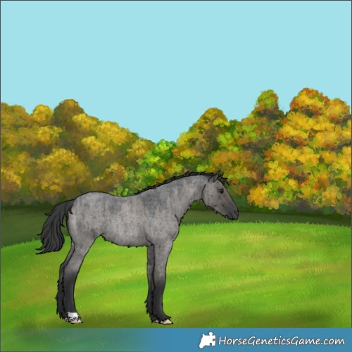Horse Color:Grullo Roan Rabicano Brindle 