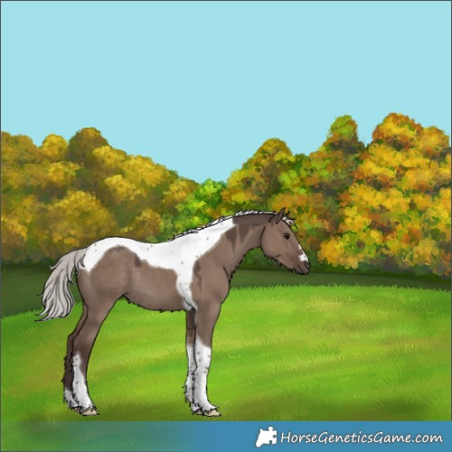 Horse Color:Silver Grullo Tobiano Rabicano 