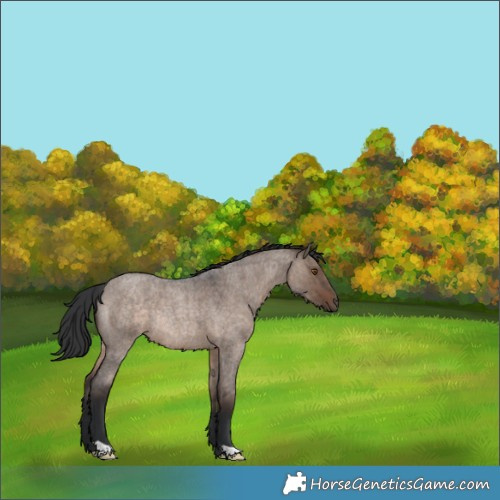 Horse Color:Brown Roan Dun Rabicano Brindle