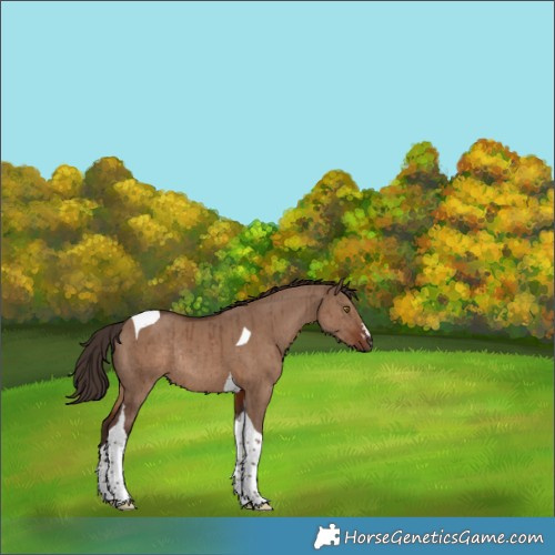 Horse Color:Liver Red Dun Tobiano Rabicano Brindle