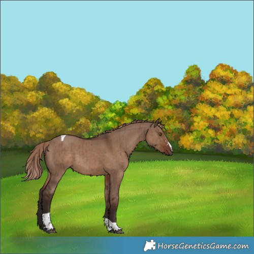 Horse Color:Liver Red Dun Tobiano Rabicano Brindle