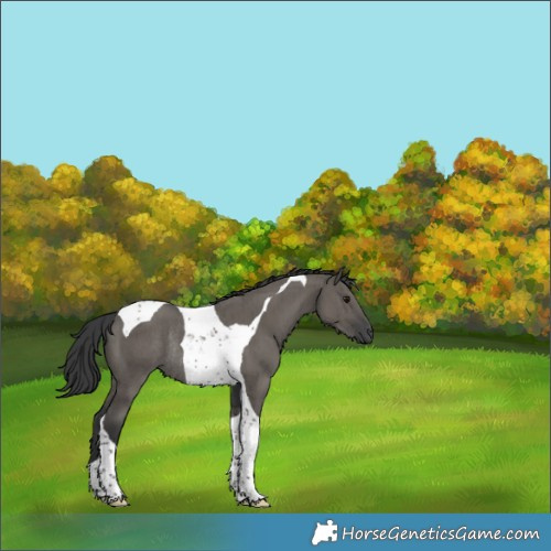 Horse Color:Grullo Tobiano Rabicano Brindle 