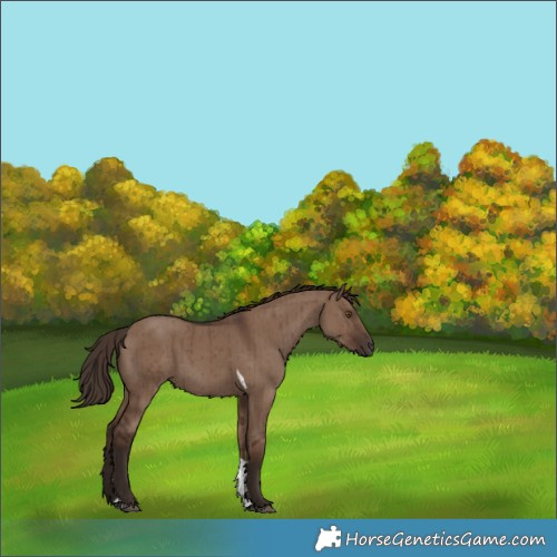 Horse Color:Liver Red Dun Tobiano Rabicano Brindle 