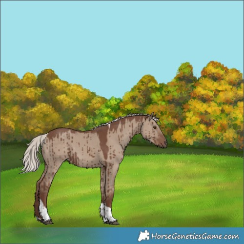Horse Color:Silver Grullo Tobiano Brindle 