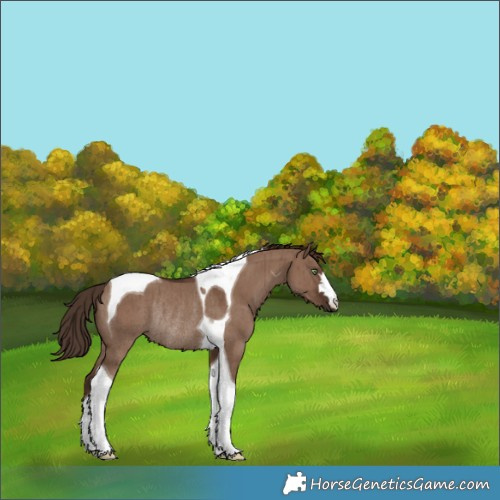 Horse Color:Liver Red Dun Tobiano Rabicano Brindle