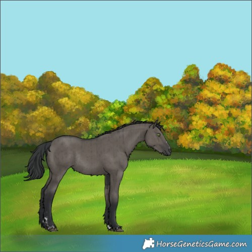 Horse Color:Grullo Rabicano Brindle
