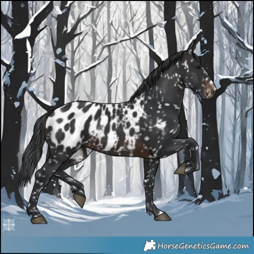 Horse Color:Brown Near Leopard 