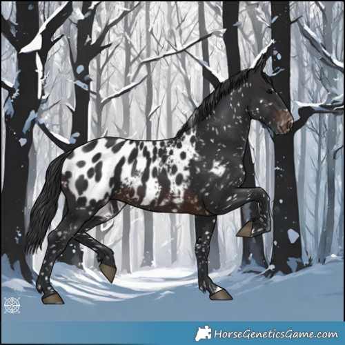 Horse Color:Brown Appaloosa 