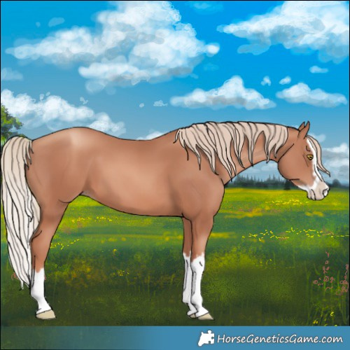 Horse Color:Gold Champagne Splash 