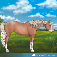 Horse Color:Gold Champagne Splash 