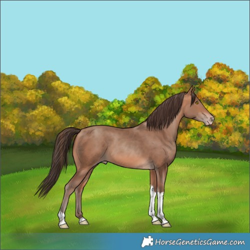 Horse Color:Amber Champagne Tobiano 