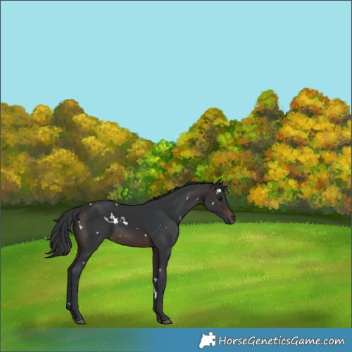 Horse Color:White Spotted Brown Rabicano 