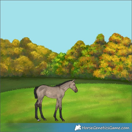 Horse Color:Brown Dun