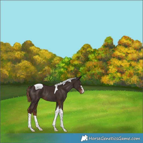 Horse Color:Liver Chestnut Tobiano Appaloosa Rabicano 