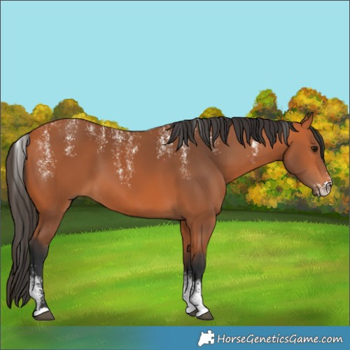 Horse Color:Powder White Bay 
