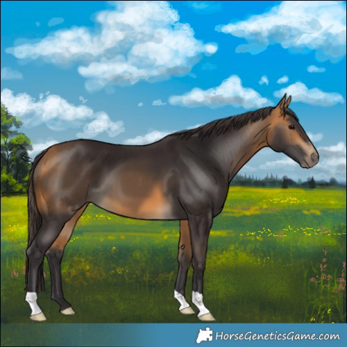 Horse Color:Buckskin 
