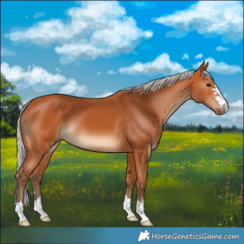 Horse Color:Silver Bay 