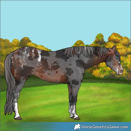 Horse Color:Powder White Bay Merle 