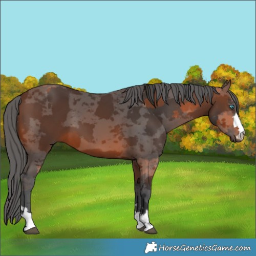 Horse Color:Brown Merle 