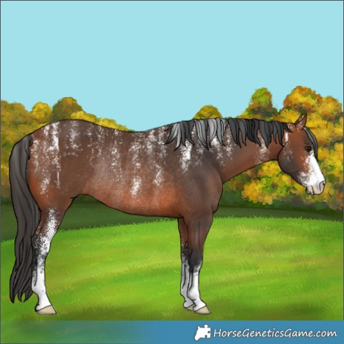 Horse Color:Powder White Bay Rabicano 
