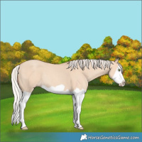 Horse Color:Silver Classic Champagne Dun Splash Frame 