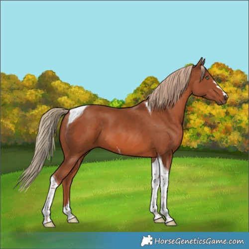Horse Color:Chestnut Tobiano