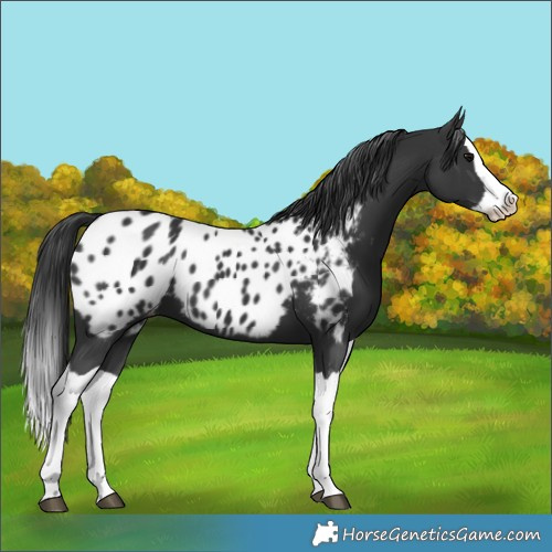 Horse Color:Black Splash Near Leopard 