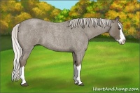 Horse Color:Silver Smoky Blue Roan Splash 