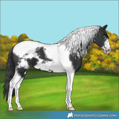 Horse Color:Black Tobiano Frame Varnish 
