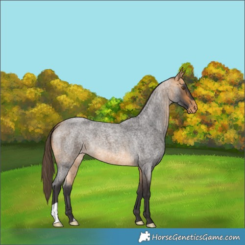 Horse Color:Buckskin Roan Varnish