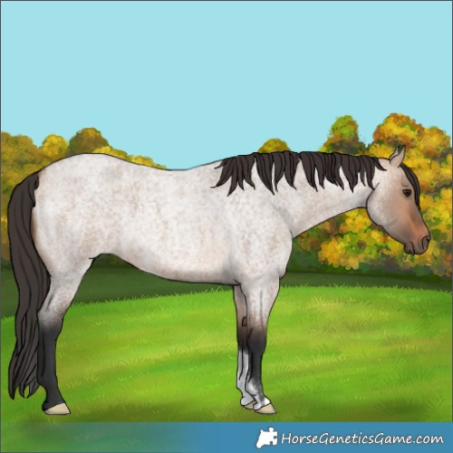 Horse Color:Bay Roan Dun 