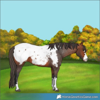 Horse Color:Bay Snowcap 