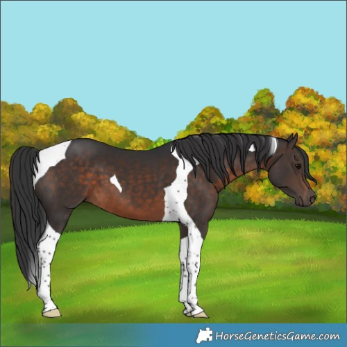 Horse Color:Brown Tobiano 