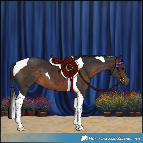 Horse Color:Brown Tobiano