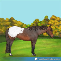 Horse Color:Bay Snowcap