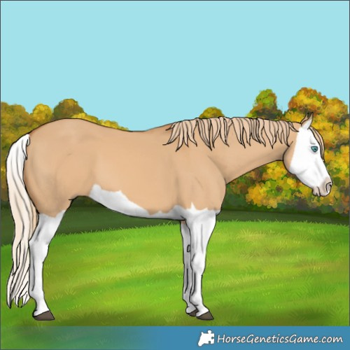 Horse Color:Red Dun Splash 