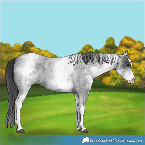 Horse Color:White Spotted Blue Roan 