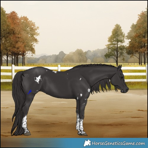 Horse Color:White Spotted Smoky Black Tobiano Rabicano