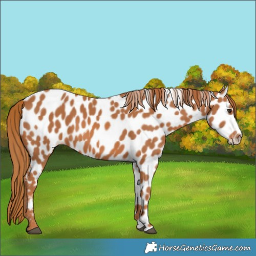 Horse Color:Chestnut Appaloosa 