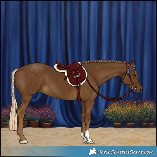 Horse Color:Chocolate Palomino 