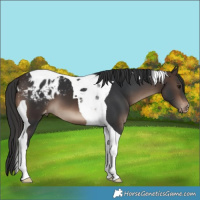 Horse Color:Brown Tobiano Varnish