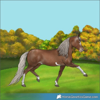 Horse Color:Gray Silver Black Pearl Tobiano