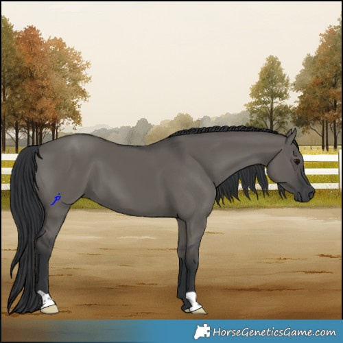 Horse Color:Grullo 