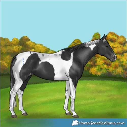 Horse Color:Black Tobiano Appaloosa 