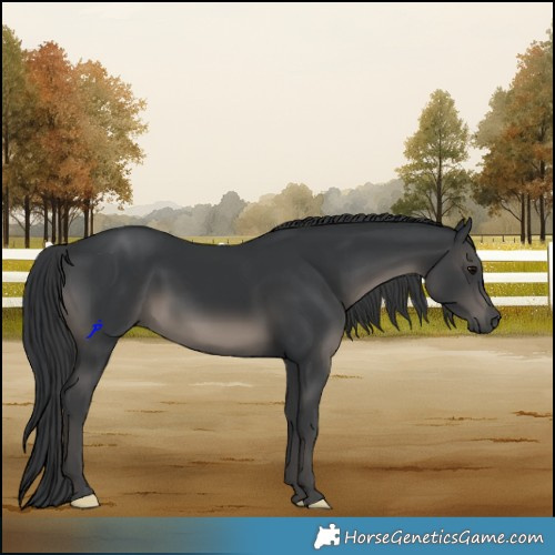 Horse Color:Black Rabicano 